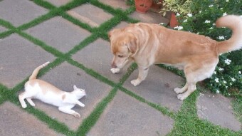Our pets also need a friend to live their lives meaningfully with happiness!!