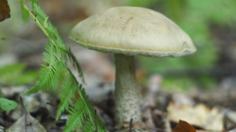 Forest Mushrooms