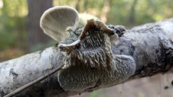 Three parasitic fungi in one place, or rather one on top of the other