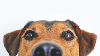 5 Dog Breeds More Likely To Fear Fireworks And Thunderstorms