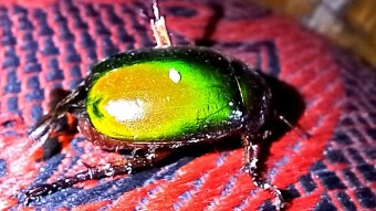 Insect Photography.