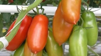 Why Shatrah F1 San Marzano Tomatoes Is a Wise Option for African Farmer.