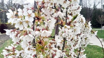 Thursday smelled like winter, but nature looks like spring - My Actifit Report Card: April 9, 2026