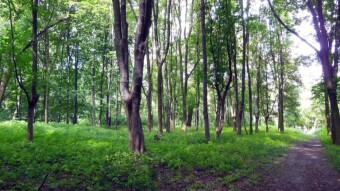 A little cooler and more pleasant. Tnivated walks - especially for craft beer - My Actifit Report Card: July 13 2024