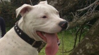 American Staffordshire Terrier