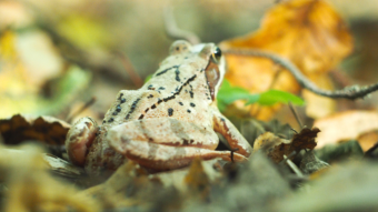 Forest frog