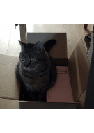 Update 18: Cats cryptocurrency prediction experiment!