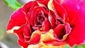 Rose flowers photography.