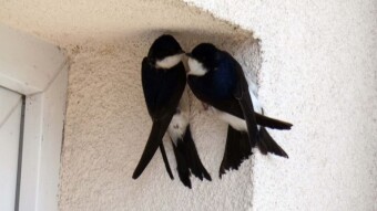 Common House Martin during the construction of the nest (photo, video)