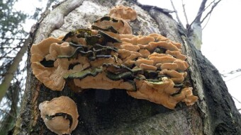 It looks like an alien because it's alien - Some spring arboreal