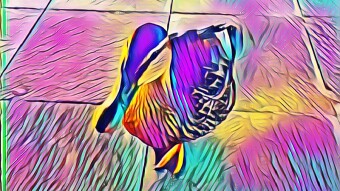 Birds of Belgrade NFT collection update