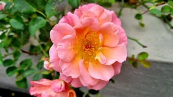 Beautiful rose photography