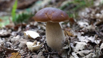 Is the proximity of certain mushroom species accidental - Miller or Sweetbread mushroom and Porcini