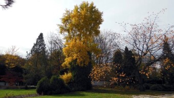 Today is a gloomy, rainy and gray day, but a walk in the rain is also beautiful - My Actifit Report Card: November 3 2023
