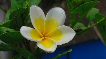 Flower Photography.