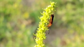 Different insect videography