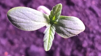 Are you running out of Toilet Paper ? Tip : Start growing hemp.