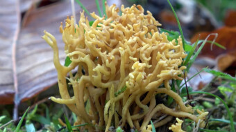Meadow representative of coral-shaped mushrooms - Clavulinopsis corniculata (Meadow Coral)