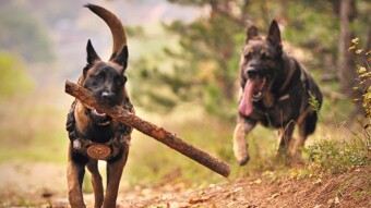 [71] Three sisters and two female dogs…(Episode - 17)