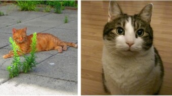 Merlin als Baby und Murphy