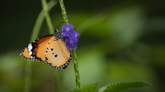 A very colorful insect
