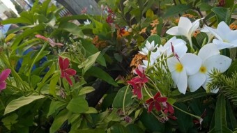 Chapa flower photography