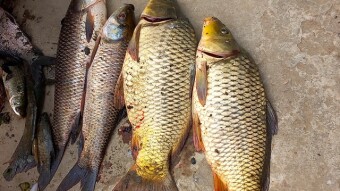 Photography of Different type fish
