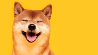 Shiba is the best!