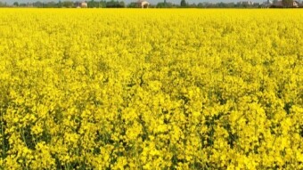 Countryside hiking - (Swimming) walking in a yellow sea