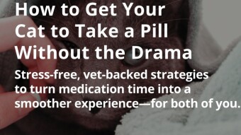 How to Get Your Cat to Take a Pill Without the Drama