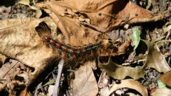 Unwanted Guests - Gypsy Moth Caterpillars