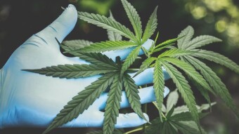 Minor Cannabinoids: The World Beyond CBD & THC