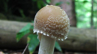 Mushrooms occurring in Europe - Psathyrella candolleana