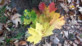 Another surprisingly warm day in October, the soul leaps, but the body speaks - it's fall after all! - My Actifit Report Card: October 24 2022