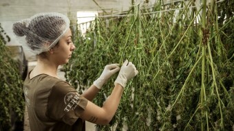 Crowdgrowing - a New Solution from JuicyFields to Profit From Cannabis