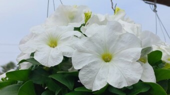 Pituniya Flower photography.