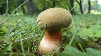 Lurid bolete in my park? Silesian Park?
