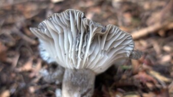 One of the first spring edible mushrooms - March mushroom (Hygrophorus marzuolus)