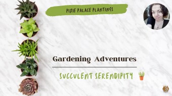 Gardening Adventures: Succulent Serendipity | Pixie Palace Plantings 🪴🌱