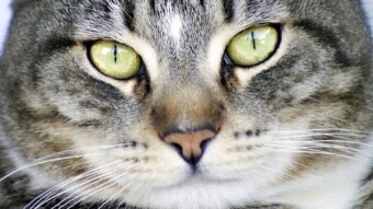Strange Cat Owning Laws That Actually Got Passed!