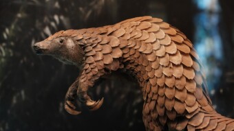 Nigerian Customs Officials Seize 8,800 Kilograms of Pangolin Scales