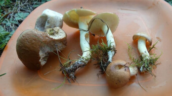 Scrambled eggs in butter with fresh mushrooms in a backpack version