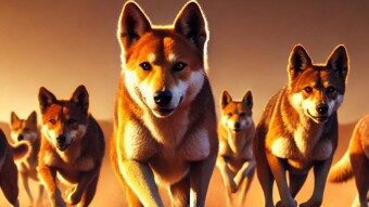 Cryptocurrency Dingocoin < A diamond waiting to be discovered >