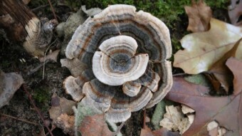 Mushroom Monday - Winter Mushrooms and Natural Artwork