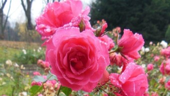A day marked by clouds and rain, but the colors in the "Rosarium" are still beautiful - My Actifit Report Card: November 16 2022