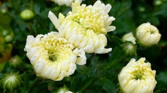 Flower Photography.
