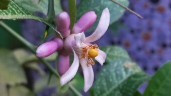 Lemon flower Photography.