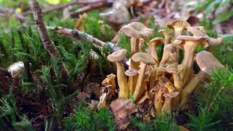 Craterellus lutescens- a rare edible mushroom