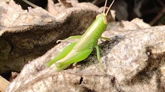 Creative Insect macro videography.