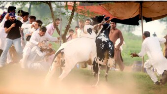 Bull Run or Bull Race